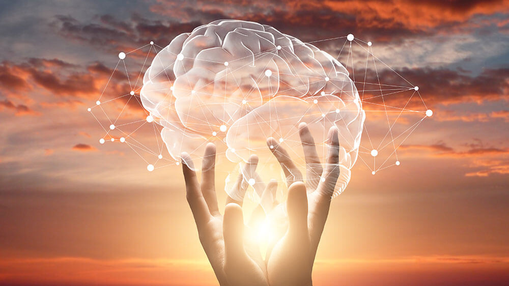 cerveau